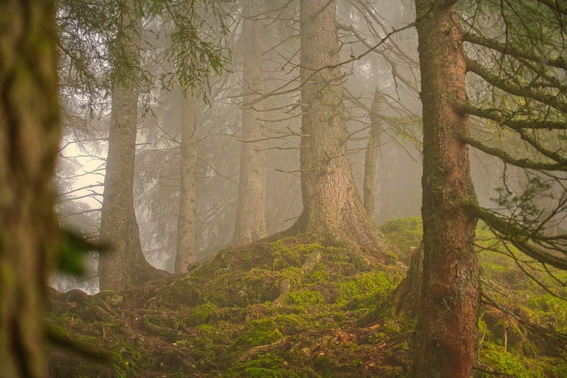Forest Glade